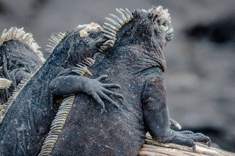 Galapagos-Inseln Entdecken: Unberührte Natur, Einzigartige Tierwelt und Historische Wunder